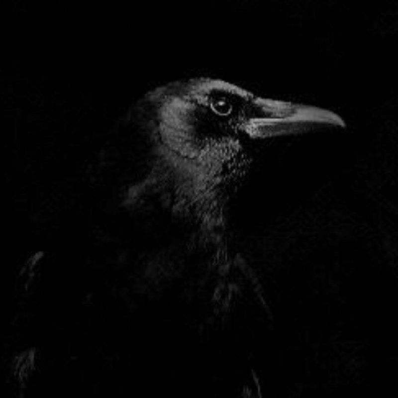 Lady Raven Avatarbild