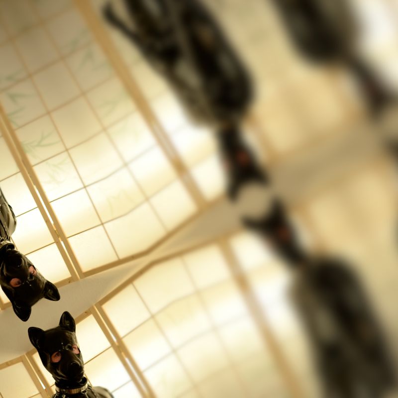 latexi86 Avatarbild